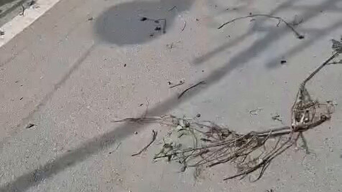 नैनीताल में नशे में पर्यटक नैनी झील में उतरा, साथी सड़क पर लेटा; पुलिस ने दोनों को बुक किया