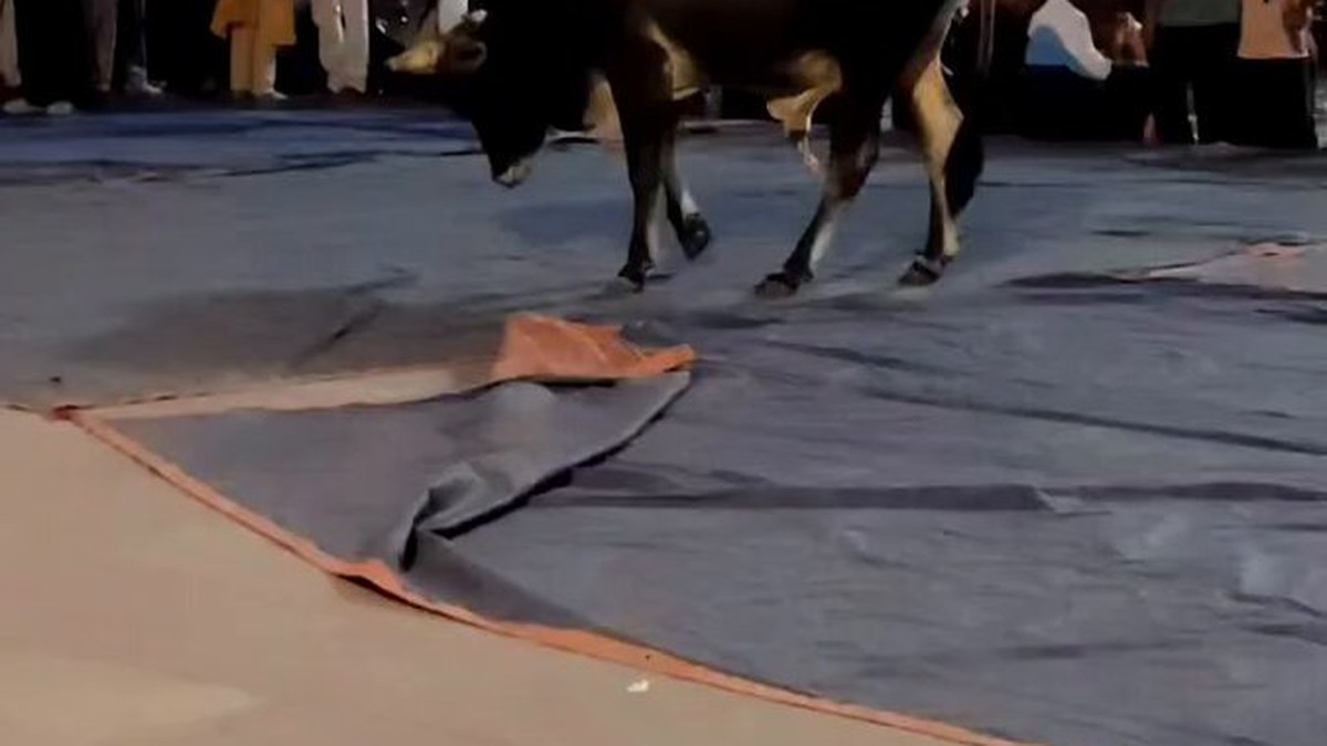 Bull enters Har Ki Pauri during evening Ganga Aarti as devotees run in panic