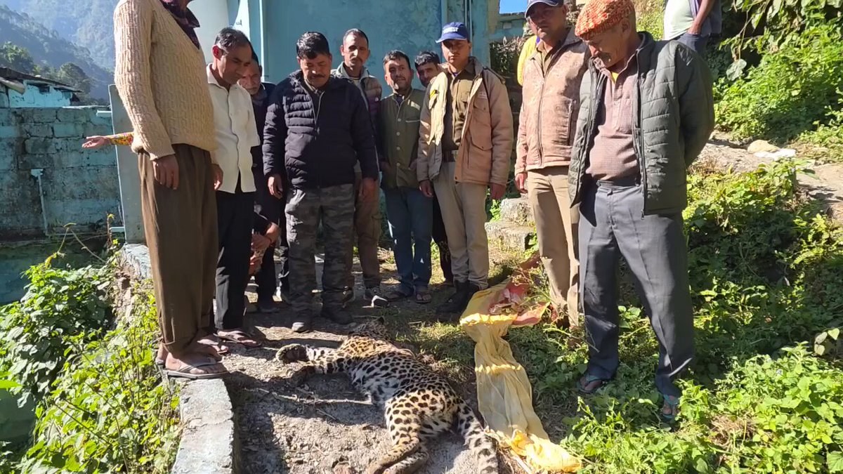 Leopard found dead in Chhinka village in Chamoli as forest department begins investigation