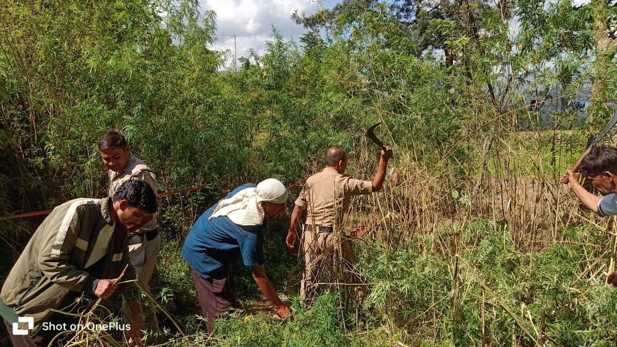 Champawat Police Destroy Cannabis Crop Grown on About one Nali in Talla Budam Village