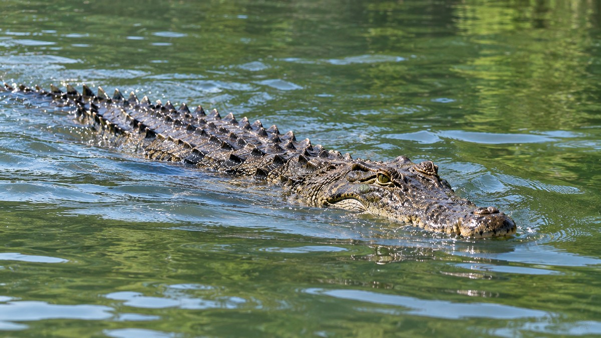 Crocodile grabs Khatima farmer’s leg while he drives animals from field