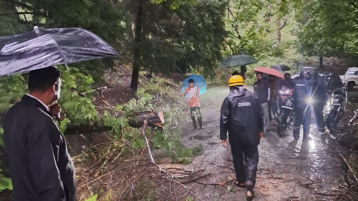 रानीखेत में हल्द्वानी रोड पर पेड़ गिरा, फायर टीम ने कटर से रास्ता साफ कर यातायात बहाल किया