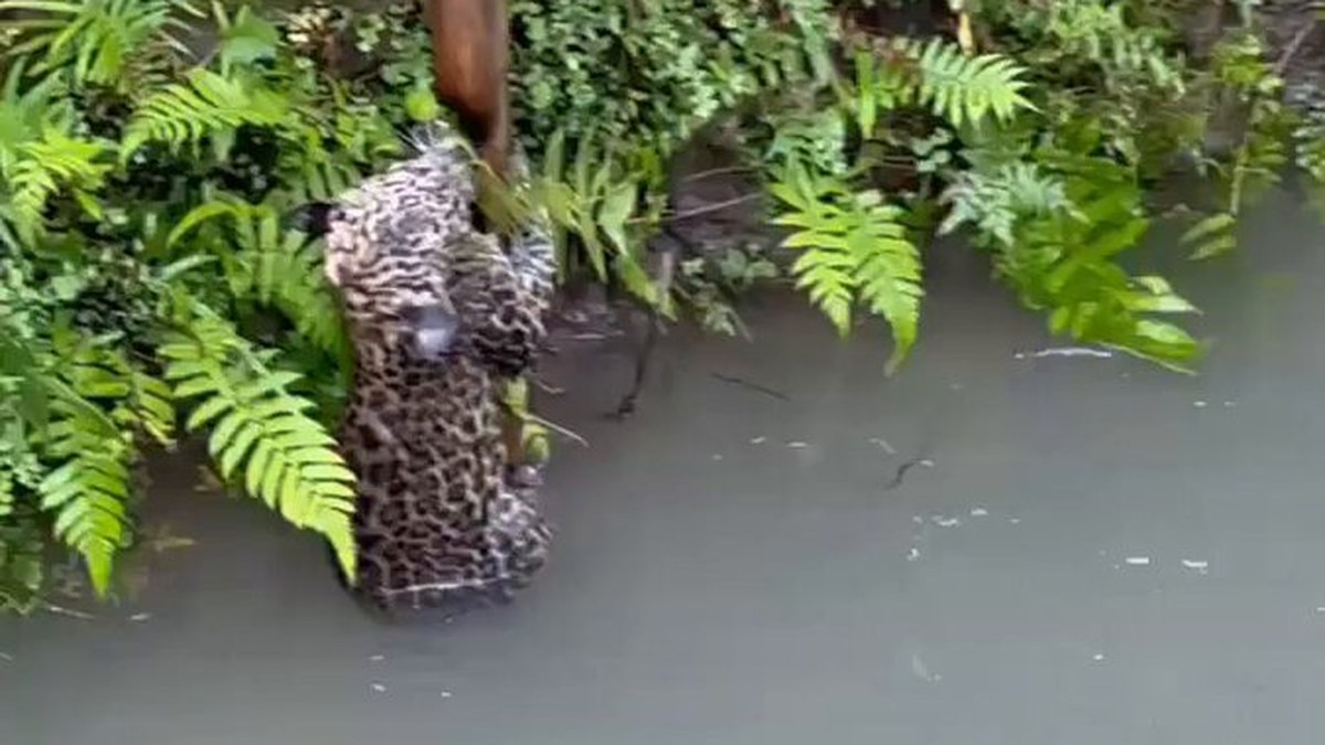 Villagers save leopard cub from Baur canal in Kaladhungi before its mother takes it back to forest