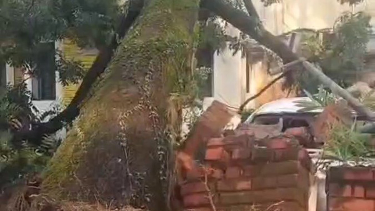Strong storm knocks down trees at several Dehradun locations, fire teams restore traffic