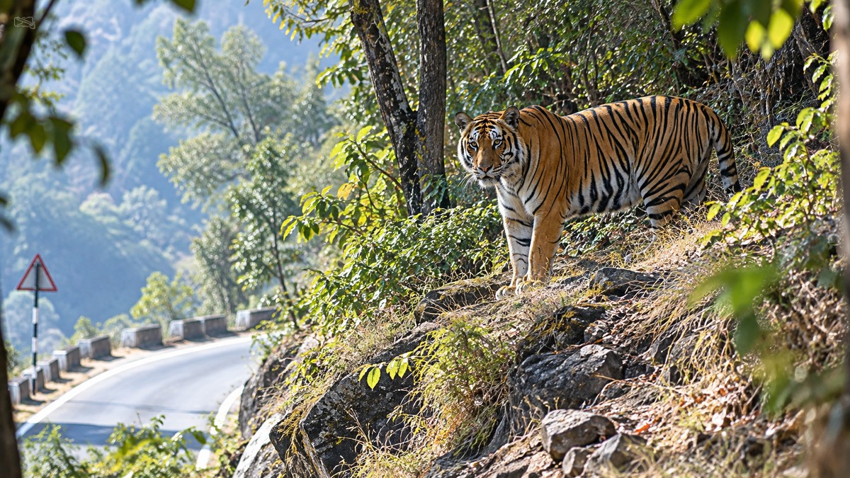 Tiger sighting near Almora home leaves non-speaking villager stranded in fear