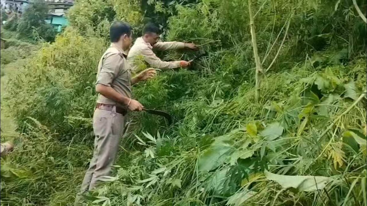 Tamli Police Destroy 02 Nali Of Cannabis Crop, Hold Awareness Drive In Lawarki Harm Village