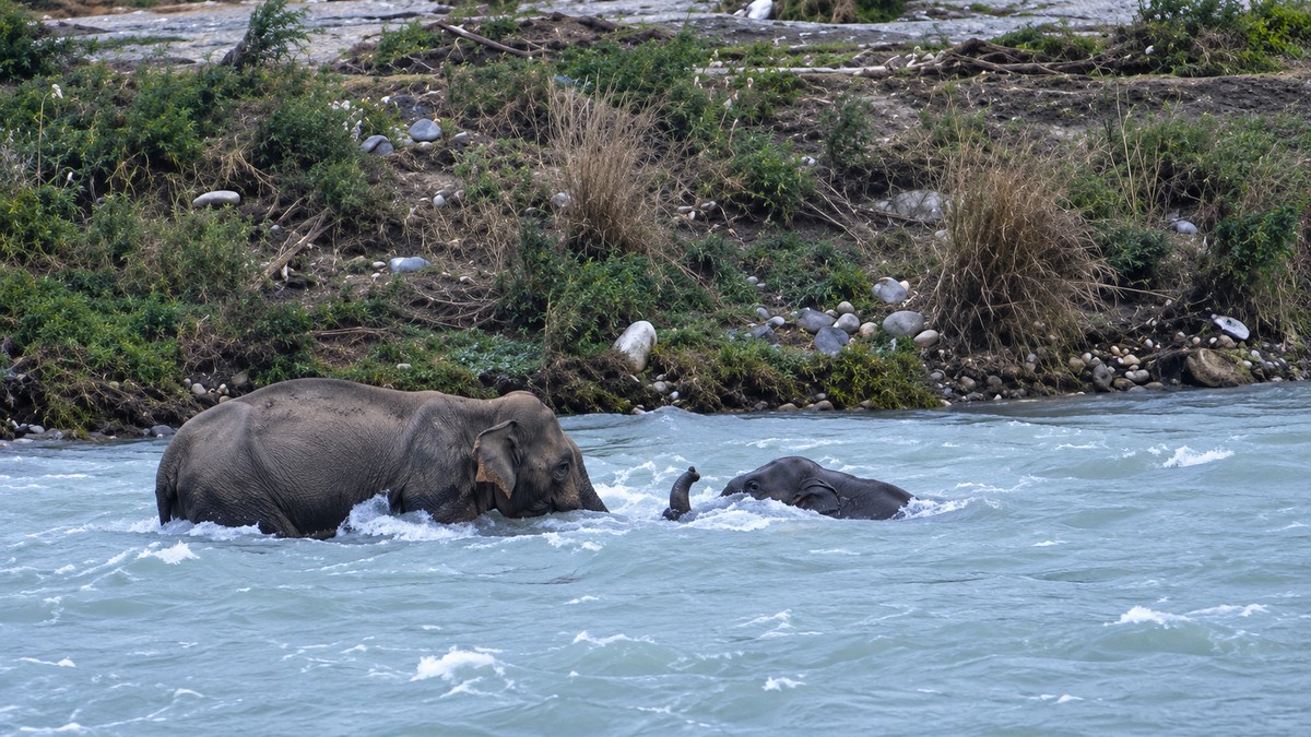 Mother elephant pulls calf from strong Kosi River current near Corbett