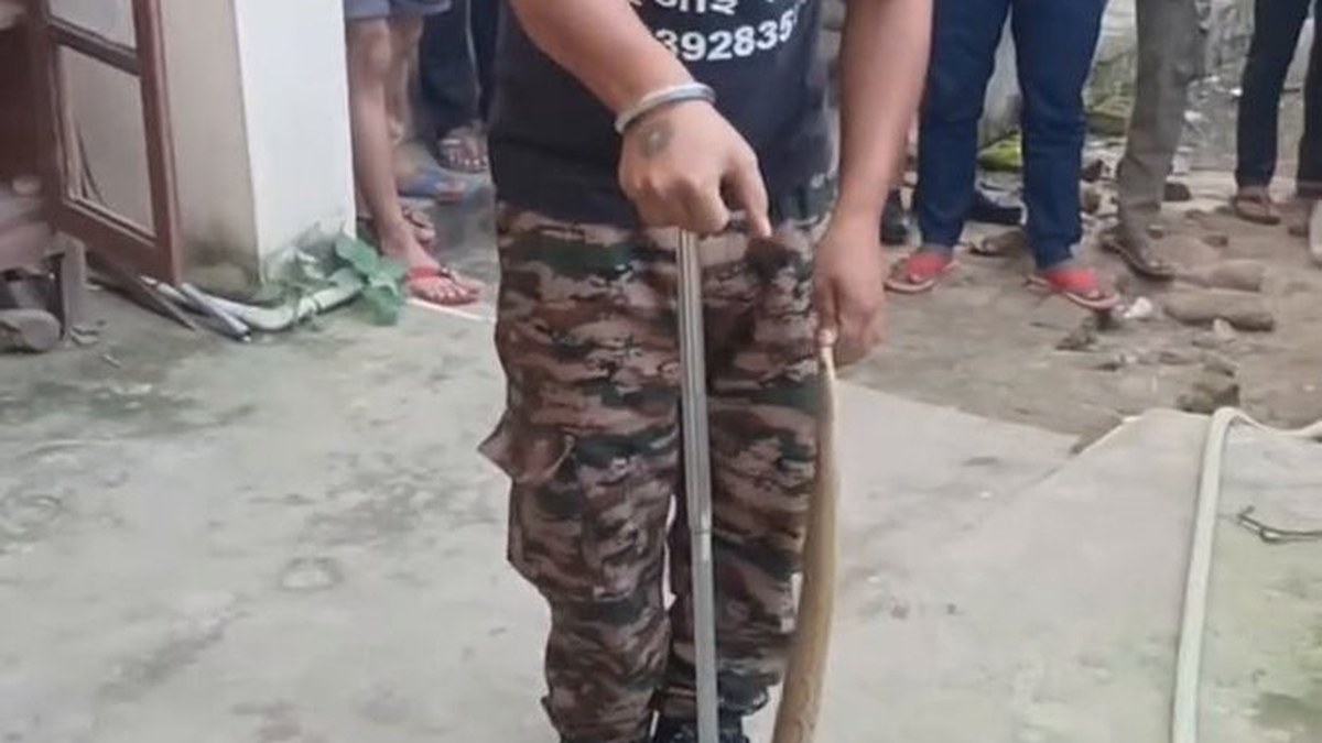 Russell’s viper rescued from ITI college bathroom in Bahjoi, placed in weight gainer box